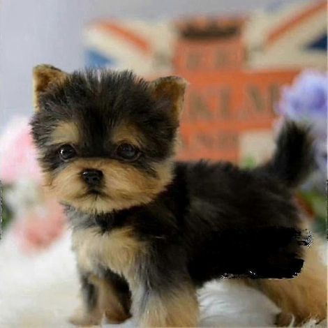 Peluche Yorkshire réaliste faite main, chiot de compagnie réaliste pour animaux de compagnie
