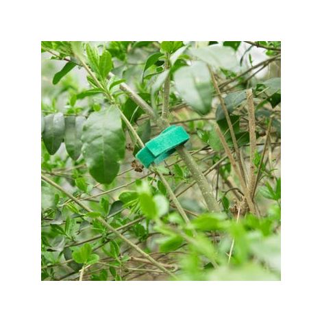 Bridas de velcro verdes, de 10 mm x 10 m, paquetes de 6 unidades, para atar y dar forma a las plantas, aptas para arreglos florales (1/3)
