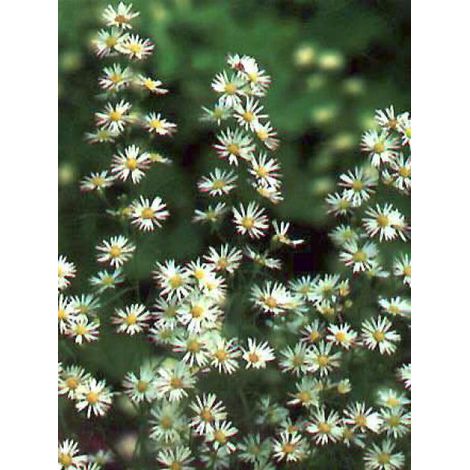Aster pringlei 'Monte Cassino' Godet de 8/9 cm (1/5)