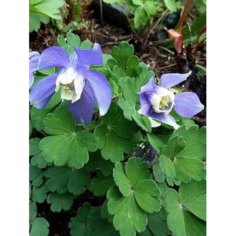 Ancolie 'Ministar' Godet de 8/9 cm (1/2)
