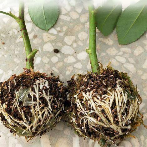 Set aus 3 Bewurzelungskugeln, Veredelungsbox und Vermehrung von Gartenpflanzen (1/5)