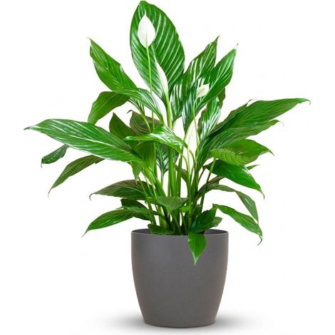 Spathiphyllum Fleur de Lune Plante d'Intérieur avec Pot Biodégradable Gris - 80 cm - Ø21 cm - PANGIVO (1/4)