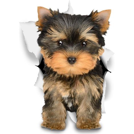 Pegatinas de pared de perro 3D - Divertidas pegatinas decorativas - Pegatinas de perro Yorkshire Terrier para pared, nevera, baño, habitación y coche (8 x 12 cm) (1/3)