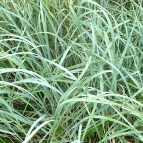 4 x Graminée ornementale - Agropyron magellanicum - godet 9x9