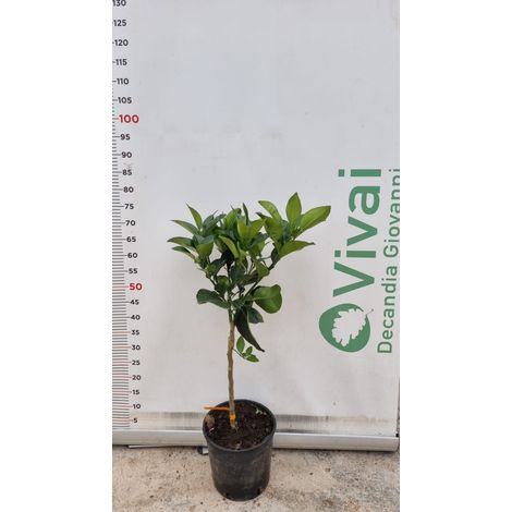 PIANTA DI ARANCIO IN VASO  20 cm  PRE BONSAI citrus sinensis (foto reali)