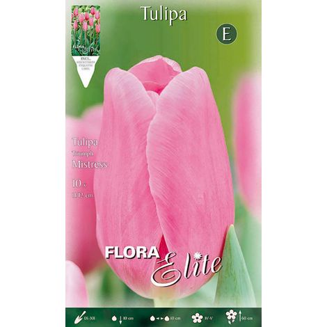 Bulbi di Tulipano Triumph Mistress (CONFEZIONE DA 7 BULBI)