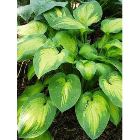Hosta  'Paul's Glory' Godet de 8/9 cm (1/3)