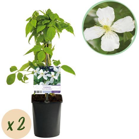 Clématite Montana Grandiflora Plante Grimpante Fleurs Blanches Lot de 2 Pot 11 cm Hauteur 40 cm - PANGIVO (1/4)
