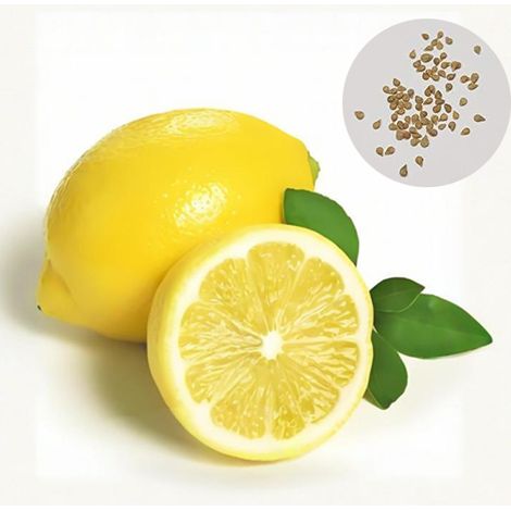 20 Graines de Citron - Facile à Cultiver en Pot - Plante d'Intérieur et de Balcon - Arbre à Citronnier pour Débutants (1/4)