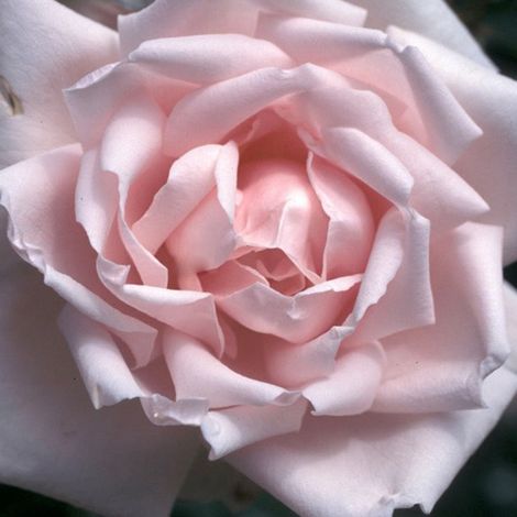 2 x Rosa - Rosier grimpante - Rosa 'New Dawn'