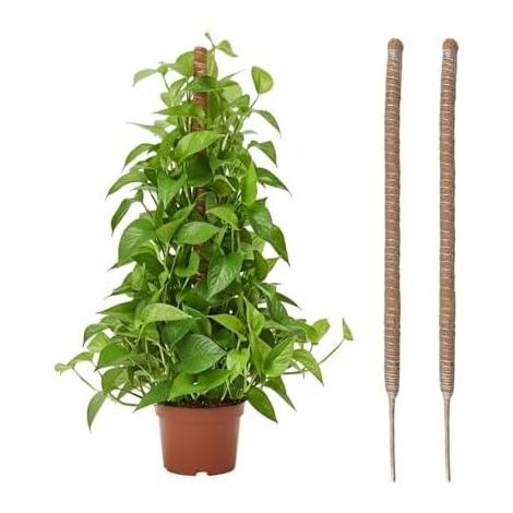 2 Stück Kletterpflanzenstützen aus Kokosfaser am Stab, 60 cm, Wachstumsstütze für Kletterpflanzen, 4 mm breiter, faltbarer Stab für Garten und Monstera - (1/5)