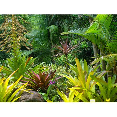 papier peint panoramique jungle vert - Sanders & Sanders