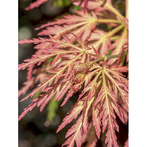 Érable de Corée 'Ice Dragon' Pot de 12L/15L