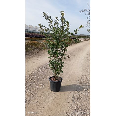 QUERCUS ILEX CESP.30 Lt.15