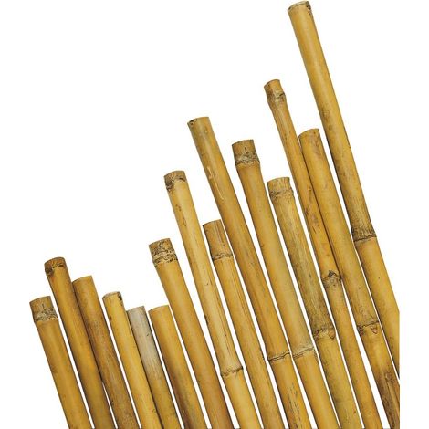 CANNA BAMBOO 1.8MT (1/2)