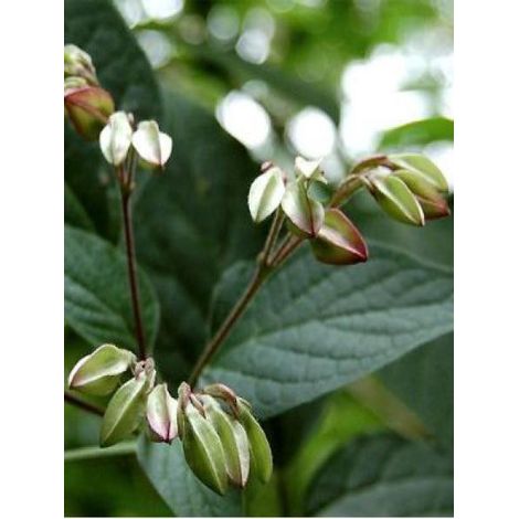 Arbre du clergé 'Fargesii' Pot de 2L/3L