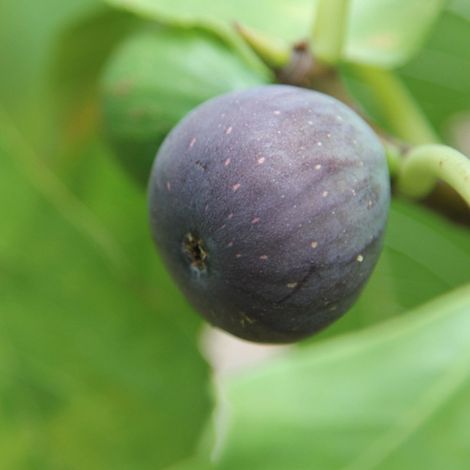 Figuier Noir de Caromb, Ficus carica/Pot de 1,5L - 20/50 cm (1/3)
