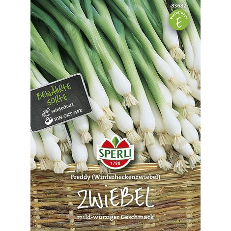 Sperli – Ciboule Winterhecke Freddy – Graines de légumes, vivace, hauteur env. 40 cm (1/2)