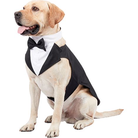 Festlicher Hunde-Smoking, Kopftuch, Hochzeitshemd, Krawatte, elegante Kleidung