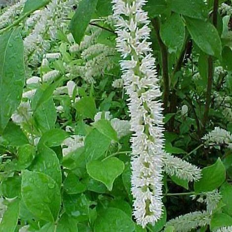 Itea de Virginie - Itea virginica 'Little Henry' - 30-40 cm pot (1/5)