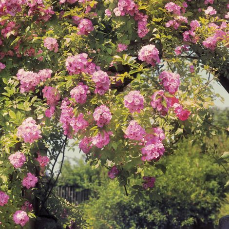 Komar Rose Garden 368 x 254 cm, Papier peint panoramique 8-936, photomurale sur intissé (1/4)