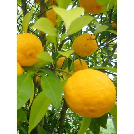 Citronnier Yuzu Pot de 4L/5L, 1/4 de tige