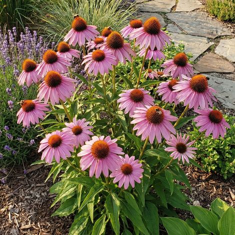 Bloomique - Lot de 6 - Echinacea purpurea - Échinacée pourpre - Floraison abondante - Rustique - Vivace - Hauteur 10-20 cm - Pot 9 cm