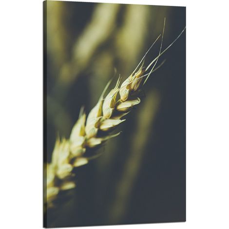 Lienzo impreso Botánica Espiga de trigo 50x80 cm