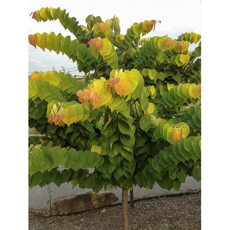 Gainier du Canada 'The Rising Sun' Pot de 6L/7L