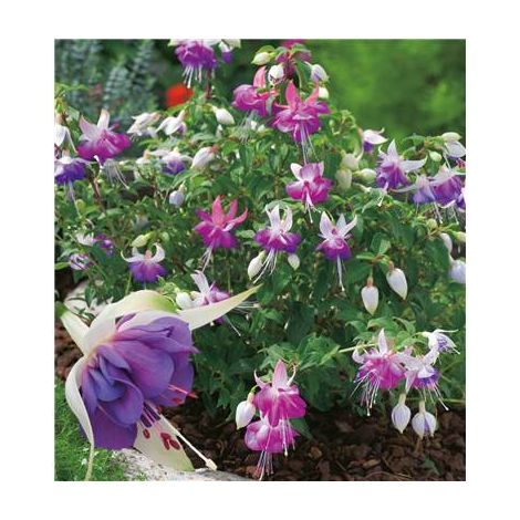 FUCHSIA BLUE SARAH - PLANTE VIVACE - 3 GODETS