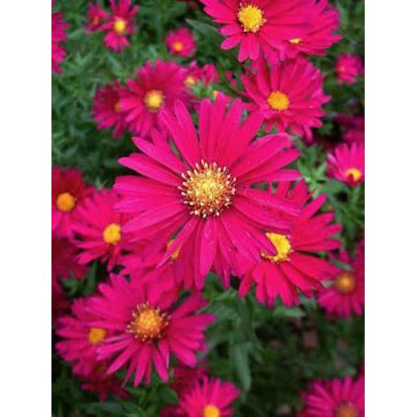 Aster grand d'automne 'Crimson Brocade' – Hauteur 80 cm – Fleur rouge pourpré – Godet 8/9 cm – Résistant jusqu'à -23°C