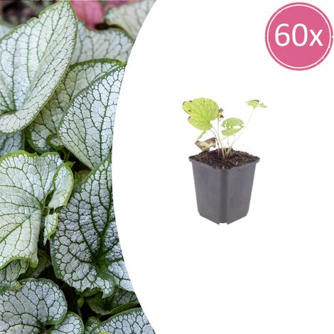 Lot de 60 Brunnera macrophylla 'Jack Frost' Myosotis du Caucase Vivace d'Ombre Feuillage Argenté - PANGIVO (1/5)
