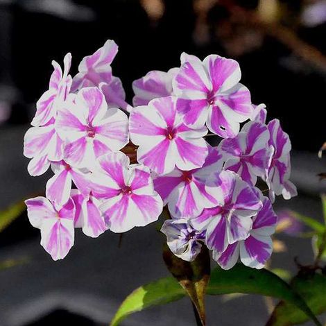 4 x Phlox maculé  - Phlox maculata 'Natascha'  - godet 9x9 cm