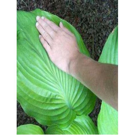 Hosta  'Sum And Substance' Pot de 2L/3L (1/5)