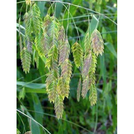 Chasmanthium latifolium Godet de 8/9 cm