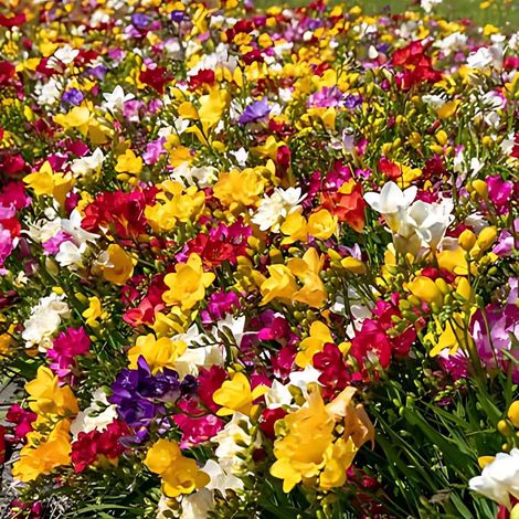 Bulbi di Fresia Singola Assortito 5+ – Fiori profumati e vivaci (1/4)