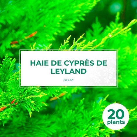 Pépinières Naudet – Haie de cyprès de Leyland – Lot de 20 arbustes – Hauteur à maturité 5m – Feuillage persistant – Résistance jusqu'à -15°C (1/5)