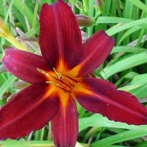 4 x Lis d'un jour - Hemerocallis 'Flaming Sword' - godet 9x9 (1/4)