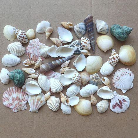 Conchiglie naturali miste 100 g, decorazioni da spiaggia, matrimoni, nautiche, conchiglie decorative, riempitivi per vasi, produzione di candele (1/5)