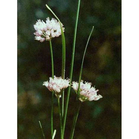 Allium senescens montanum Godet de 8/9 cm calibre I