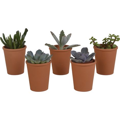 Lot de 5 Succulentes Variées en Pots de Terre Cuite 5,5 cm - Plantes Grasses Décoratives - PANGIVO (1/5)