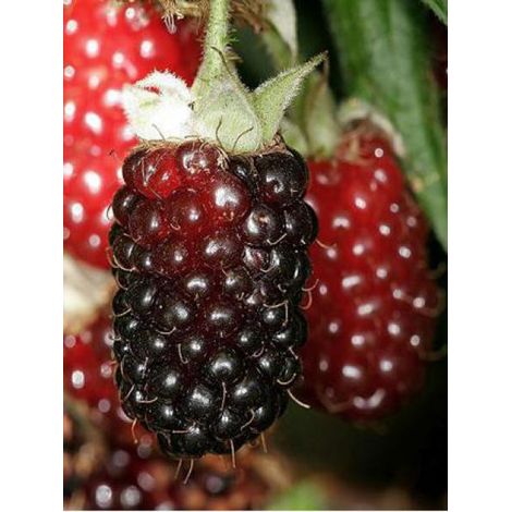 Mûrier-framboisier 'Boysenberry' Pot de 1,5L/2L