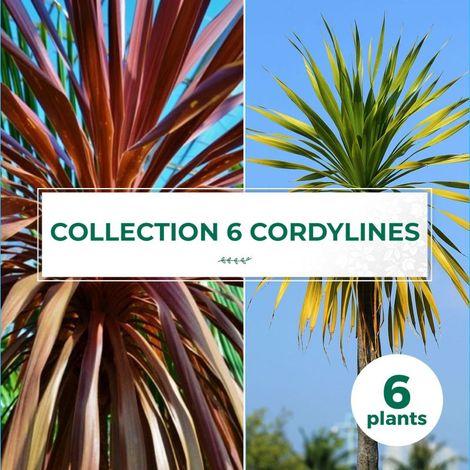 Collection de 6 Cordylines