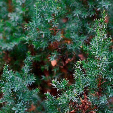 Genévrier des sables Blue Pacific - Juniperus conferta Blue Pacific 25/35cm Pot 2,5L (1/4)
