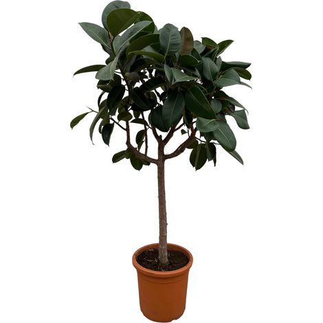 Ficus Elastica Robusta sur Tronc - Plante Verte d'Intérieur et Extérieur - 190 cm - ø35-40 cm - PANGIVO (1/4)