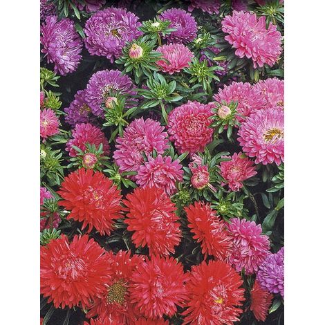 Reine-marguerite 'Kleurentapijt' le sachet de 400 graines (1g) (1/2)