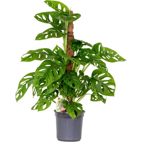 Monstera adansonii – Plante dépolluante 70-80 cm – Pot 17 cm – Entretien facile – Mi-ombre pour intérieur sain