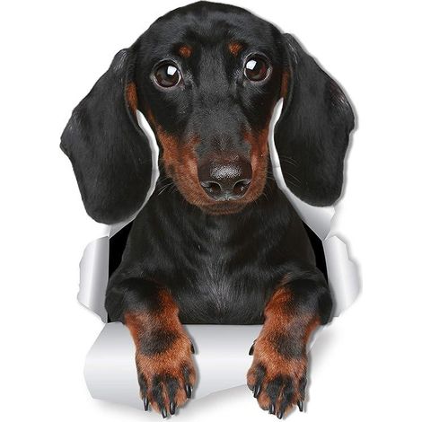 Sticker mural teckel mignon - Sticker pour toilettes pour chien - Sticker 3D pour fenêtre et pare-chocs - Emballage cadeau pour amoureux des teckels (1/5)