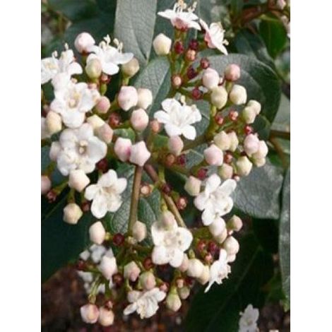 Viorne tin, Laurier tin 'Purpureum' Pot de 2L/3L (1/2)