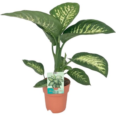 Dieffenbachia Tropic Snow Plante d’Intérieur Dépolluante Feuillage Vert Panaché Pot 19 cm Hauteur 70 cm - PANGIVO (1/4)